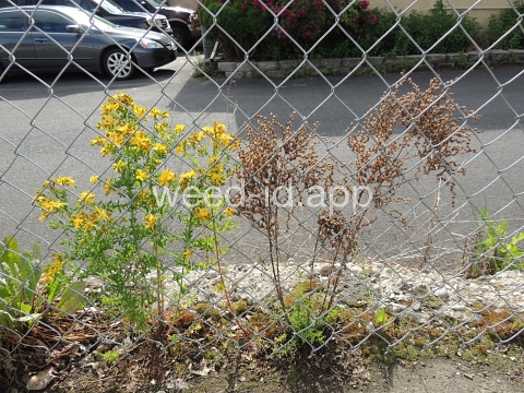 St. Johnswort, common